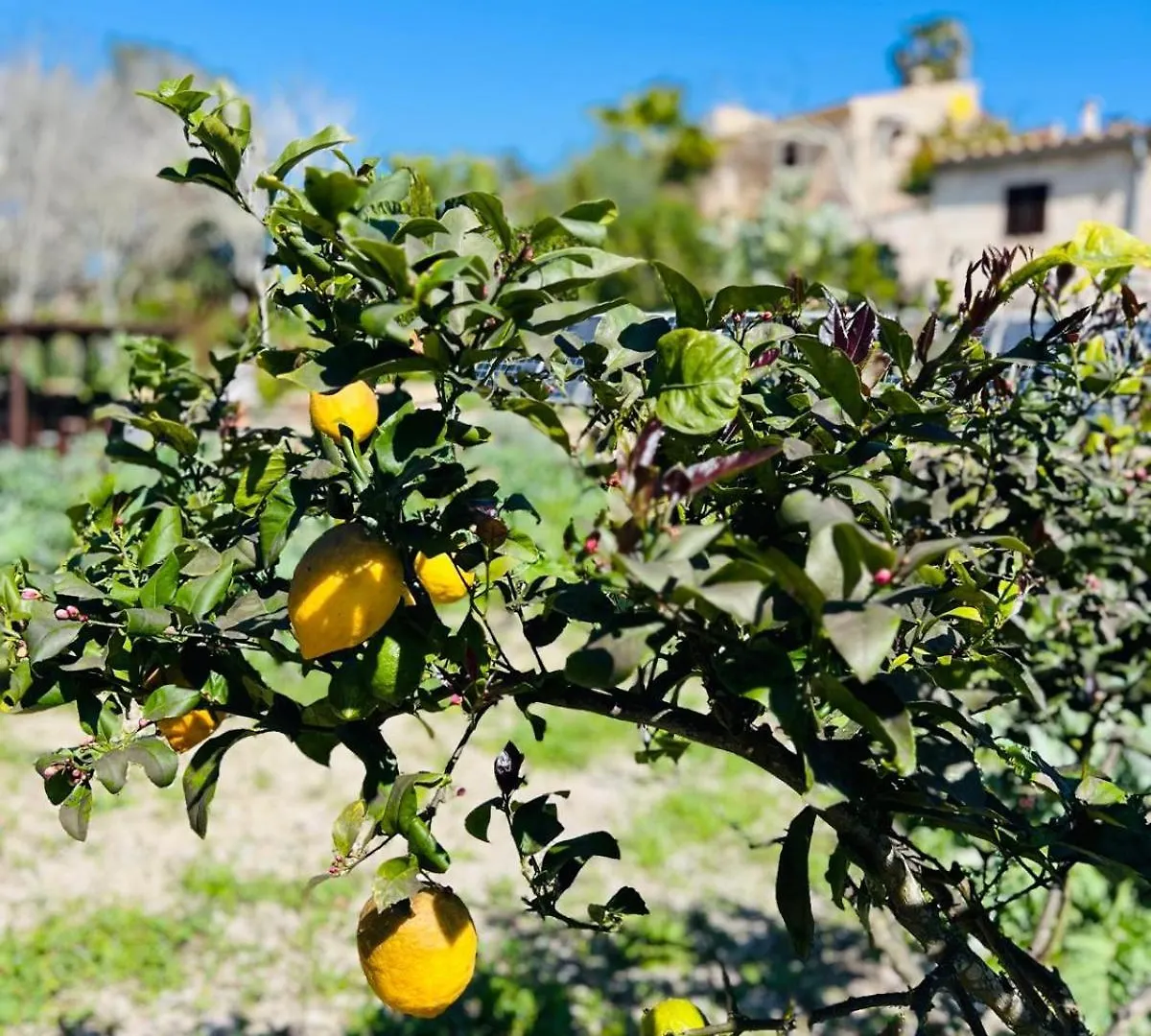 Appartamento Ses Cases D'Alcudiola Santa Margalida